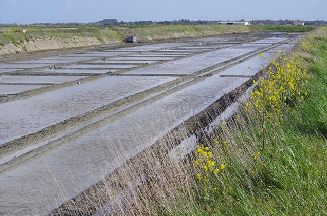 Marais salants de l’île de Ré