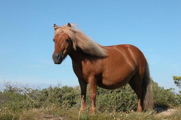 Poney Club île de Ré