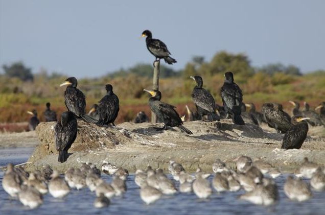 Activités sur l’île de Ré